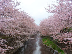 町田市の桜（イメージ）